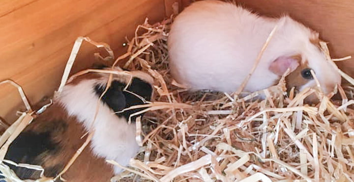 Residents Welcome Molly and Polly